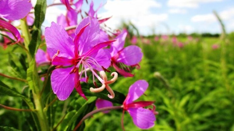 Fireweed inflorescences with undeniable benefits for men